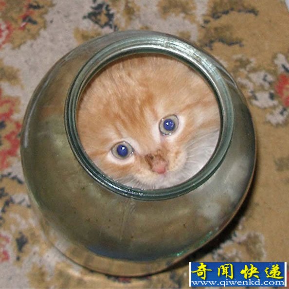 喵星人与玻璃器皿小集 各种“萌”
