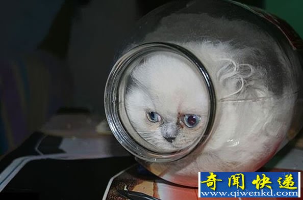 喵星人与玻璃器皿小集 各种“萌”