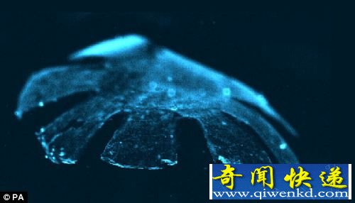 “人造水母”直接模拟生物 与自然界中水母的运动方式非常相似