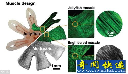 “人造水母”直接模拟生物 与自然界中水母的运动方式非常相似