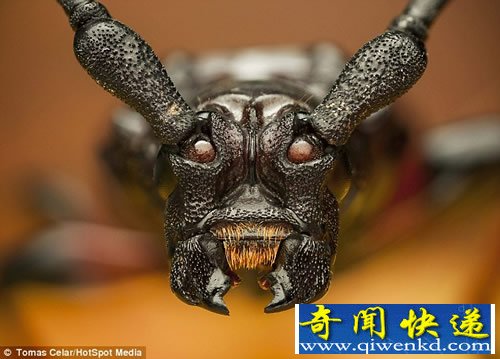 昆虫界第一公敌“恶魔甲虫”入侵美国