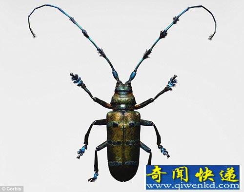 昆虫界第一公敌“恶魔甲虫”入侵美国