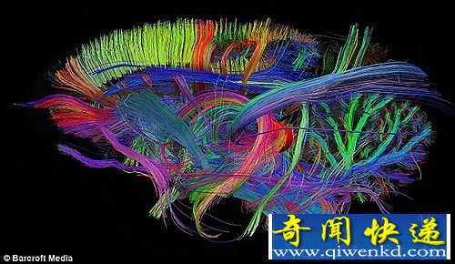 宇宙中最复杂的地形 美妙的人脑内部结构