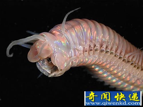 深海峡谷中的“异形”生物 种类多