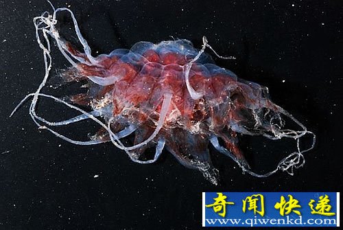 深海峡谷中的“异形”生物 种类多