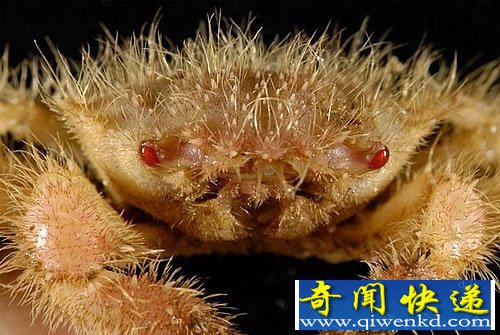 深海峡谷中的“异形”生物 种类多