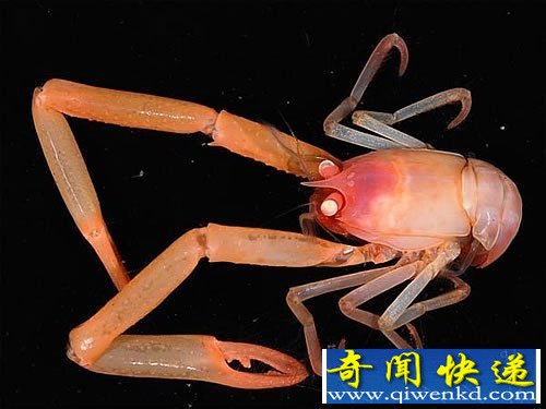 深海峡谷中的“异形”生物 种类多