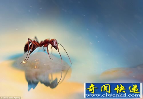 另一个世界 昆虫们的微生活 展示令人吃惊的虫虫身体细节