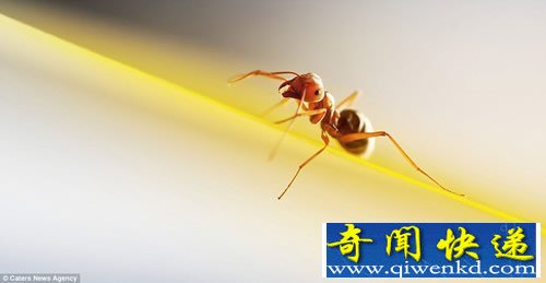 另一个世界 昆虫们的微生活 展示令人吃惊的虫虫身体细节