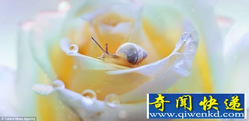 另一个世界 昆虫们的微生活 展示令人吃惊的虫虫身体细节