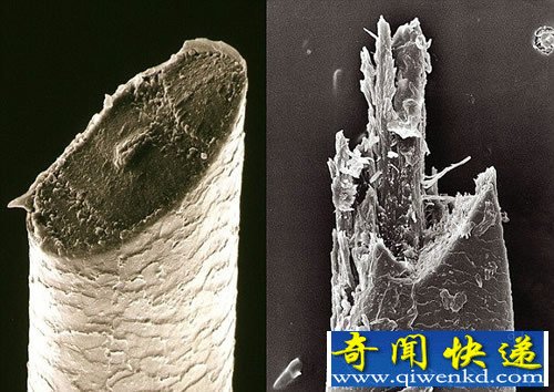 显微镜下生活事物的微世界 让我们近距离感受奇特