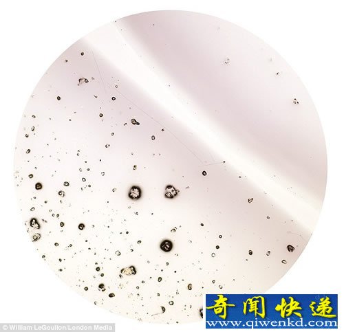 显微镜下生活事物的微世界 让我们近距离感受奇特