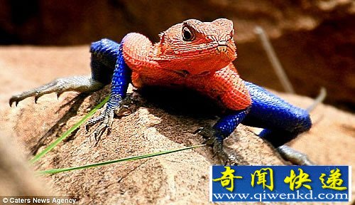 不吐丝 玩颜色 “蜘蛛侠”蜥蜴 雄性一般是体色最鲜艳的