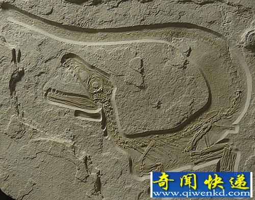 欧洲有史以来发现保存最完好的恐龙骨骼化石 十分罕见