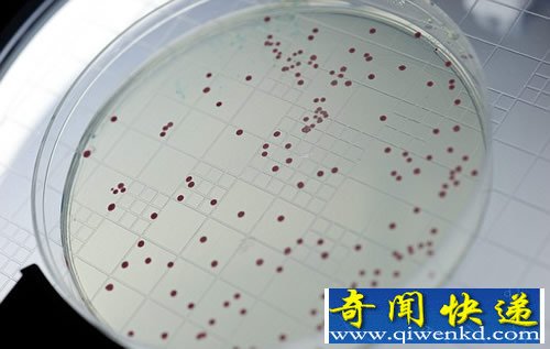 复活5亿年前的细菌