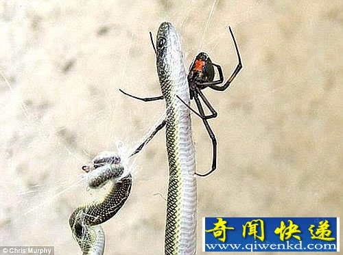 以小博大 蜘蛛吃蛇惊人的一幕