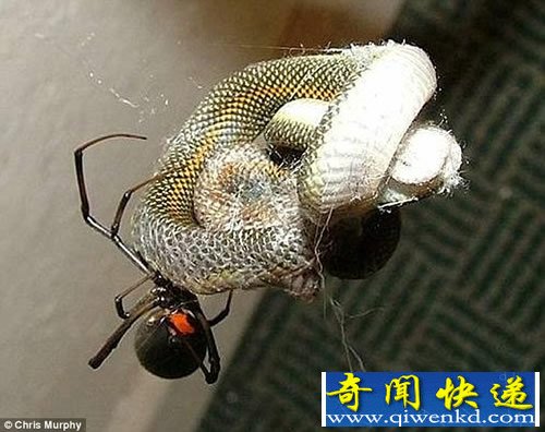 以小博大 蜘蛛吃蛇惊人的一幕