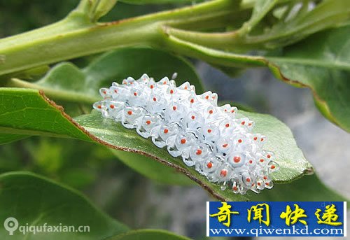 美丽的生物-穿“玻璃”壳的宝石毛虫