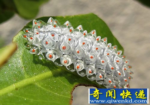 美丽的生物-穿“玻璃”壳的宝石毛虫