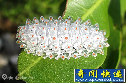 美丽的生物-穿“玻璃”壳的宝石毛虫