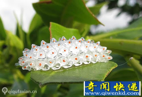 美丽的生物-穿“玻璃”壳的宝石毛虫