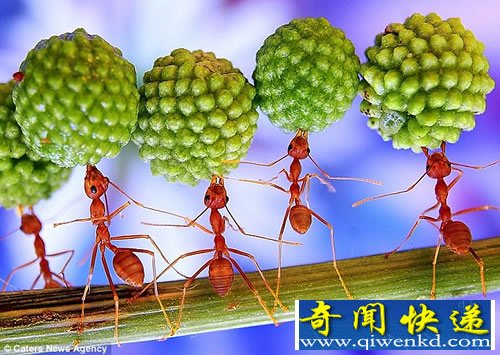 微看 杂技“演员”红色蚂蚁