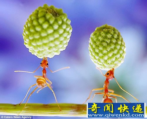 微看 杂技“演员”红色蚂蚁