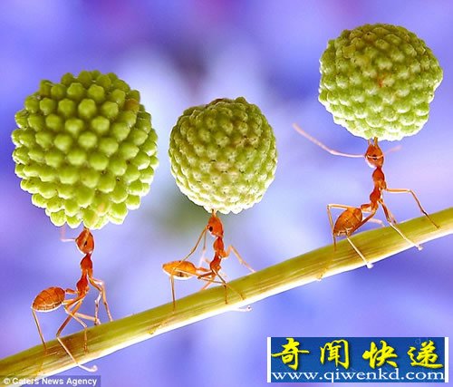 微看 杂技“演员”红色蚂蚁