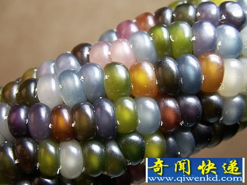 神奇的玉米种子 晶莹剔透的琉璃玉米