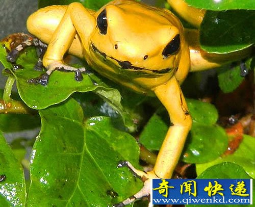 “死亡之蛙” 世界上最毒的蛙称为金毒镖蛙