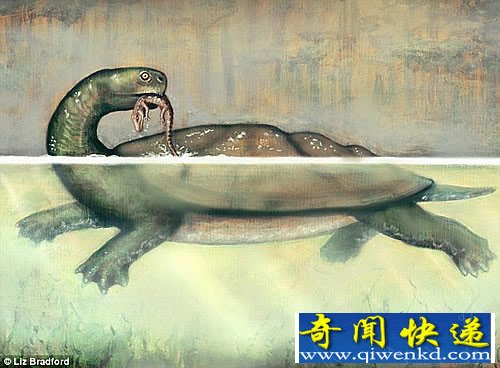 大小如同一辆汽车 6000万年前巨型乌龟
