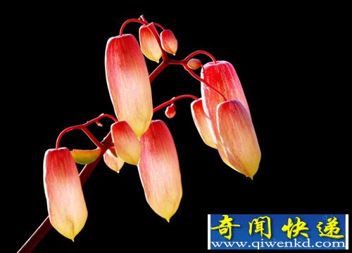 无需太阳 让植物在黑暗中生长