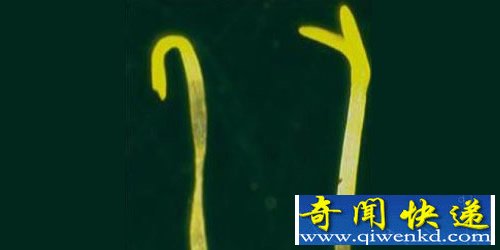 无需太阳 让植物在黑暗中生长