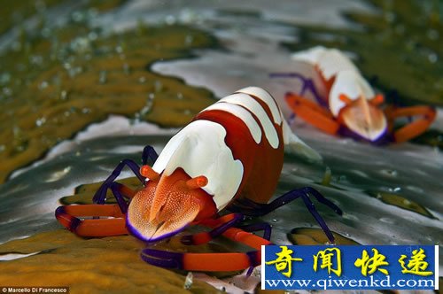 水下摄影大赛 展现神秘的海底世界
