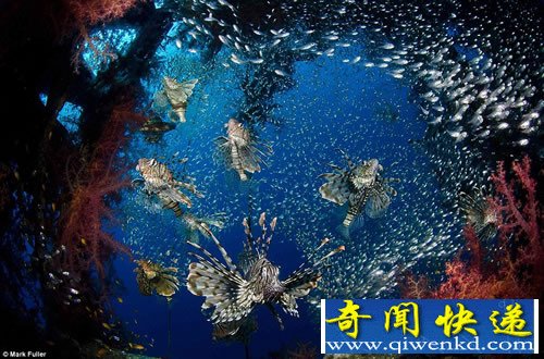 水下摄影大赛 展现神秘的海底世界