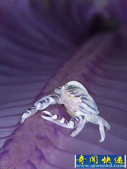 水下摄影大赛 展现神秘的海底世界