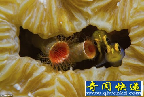 水下摄影大赛 展现神秘的海底世界