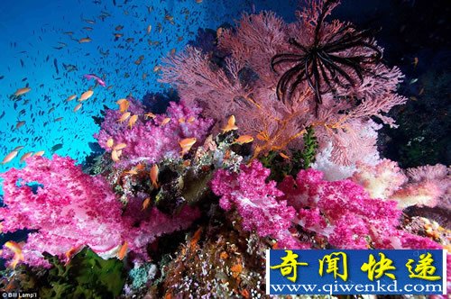 水下摄影大赛 展现神秘的海底世界