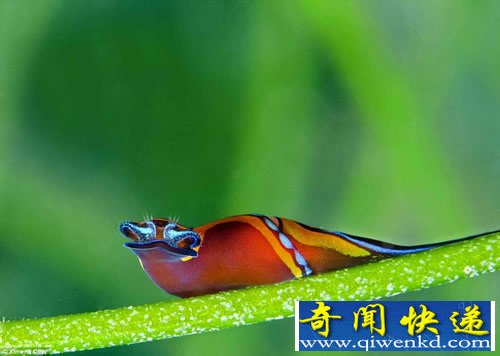 水下摄影大赛 展现神秘的海底世界