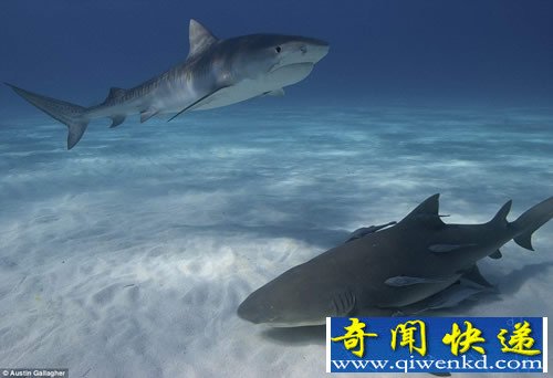 水下摄影大赛 展现神秘的海底世界