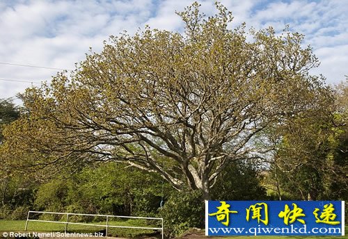 一女子“一见钟情” 爱上了橡树 那是她的“树爱人”