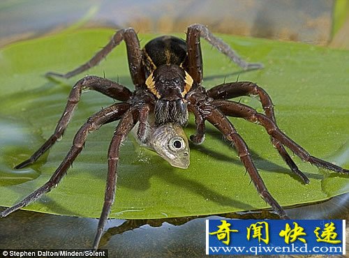 换换口味 蜘蛛捕鱼 排泄粪便引鱼类