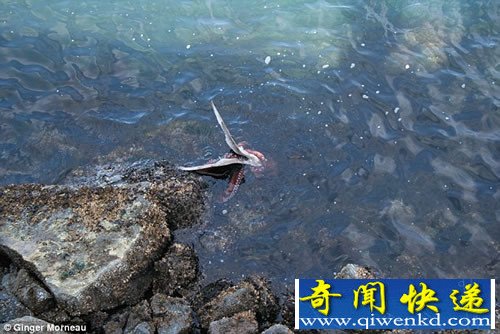 令人难以置信 章鱼吃海鸥令人难以置信