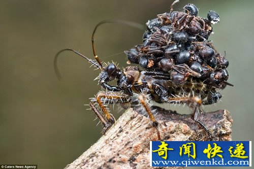 最令人厌恶的昆虫 背蚂蚁尸体伪装掠食者