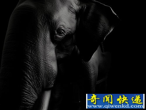 大象椅 整体形态是用压缩泡沫制作的