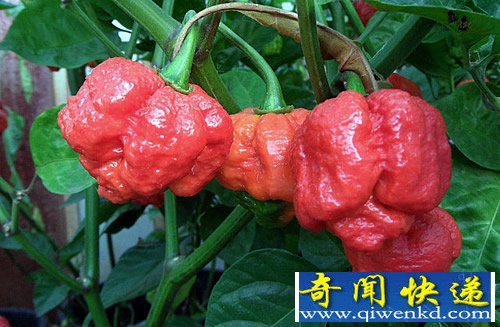 “the Trinidad Moruga Scorpion” 号称世界上最辣的辣椒