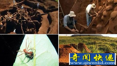 巨大地下蚂蚁王国 规模堪比中国的长城