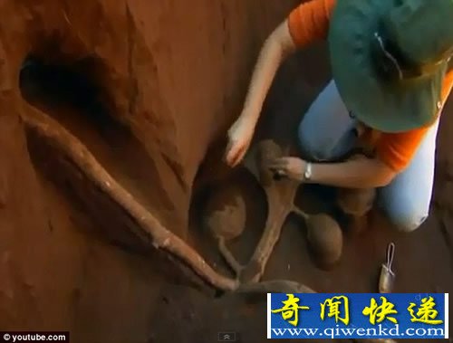 巨大地下蚂蚁王国 规模堪比中国的长城