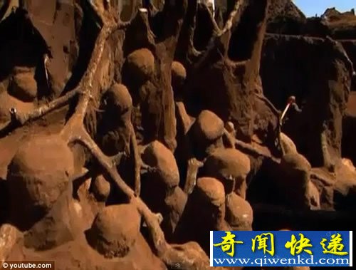 巨大地下蚂蚁王国 规模堪比中国的长城