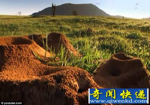巨大地下蚂蚁王国 规模堪比中国的长城